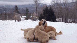 15 Adorable Puppy GIFs To Appreciate On National Puppy Day