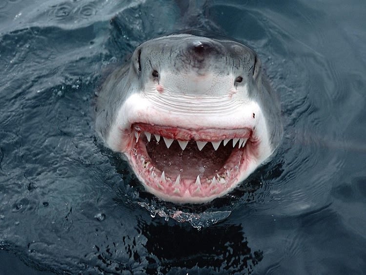 "Harmless" Sharks Spotted On Hampton Beaches