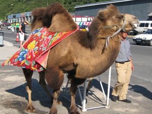 Beijing Ride Of The Day Beijing Ride Of The Day