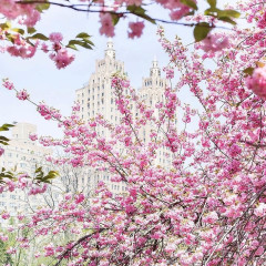 The Best Spots To Catch NYC's Cherry Blossoms In Bloom!