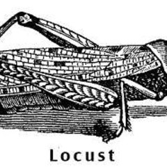 Surely, Locusts Will Be Next