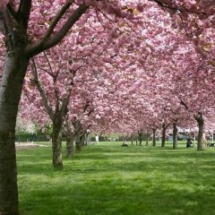 Brooklyn's Cherry Tree Collection