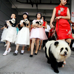 Photo Of The Day: We're Dyeing To Have More Pandas At The National Zoo!