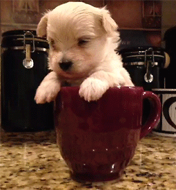 15 Adorable Puppy GIFs To Appreciate On National Puppy Day, gif cute puppy - thirstymag.com