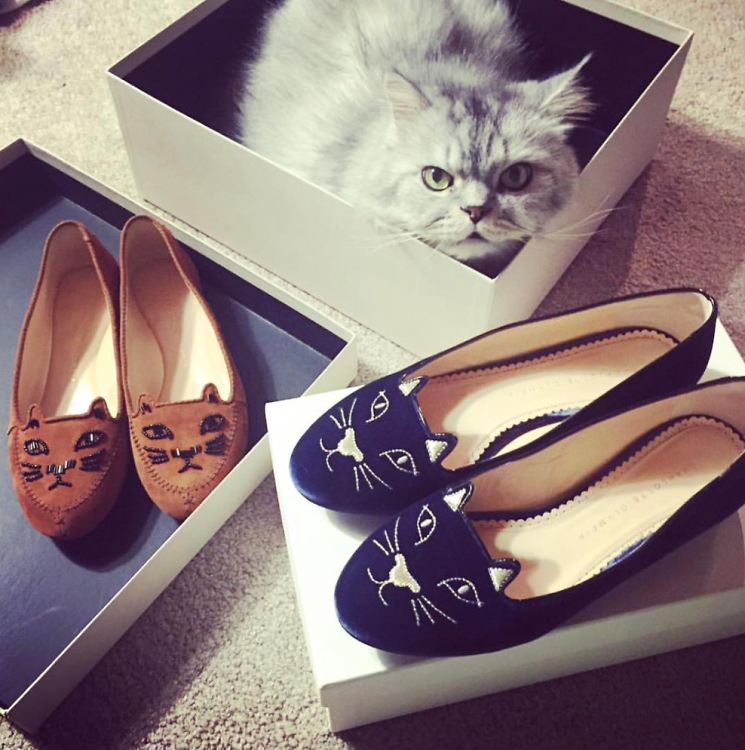 Kitty Flats