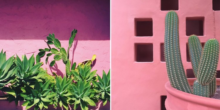Plants On Pink Is The Most Gorgeous Instagram Account You'll Follow All ...