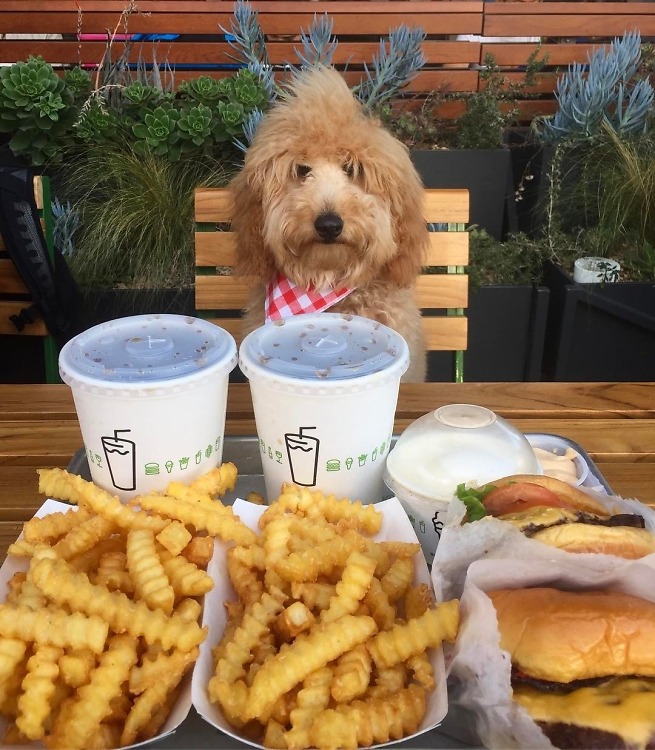 Shake Shack