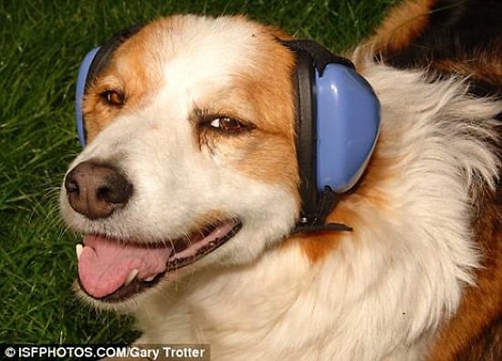 Собака звон. Собачьи наушники от шума. Наушники для собак от шума. Mutt собака. Наушники для собак от шума Mutt muffs.