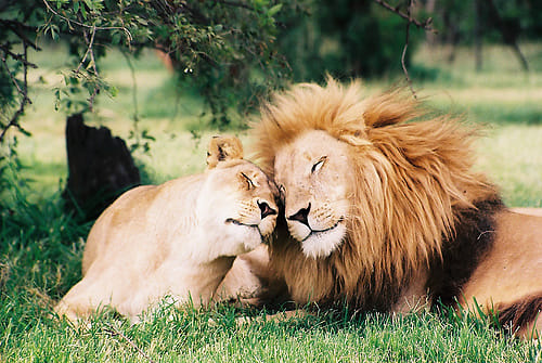 In love zoo animals