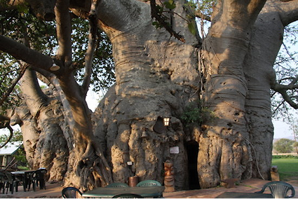 Baobob Tree Bar, South Africa 