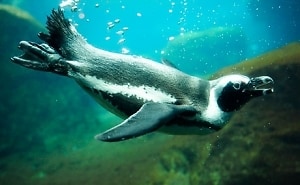 New York Aquarium