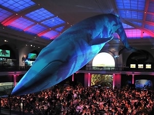 American Museum of Natural History’s 2013 Museum Gala