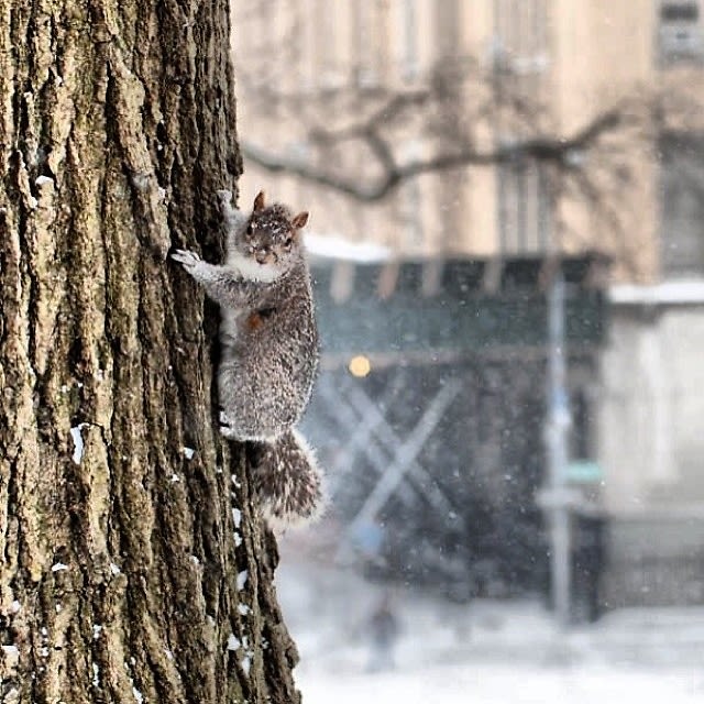 Squirrel Survivor 