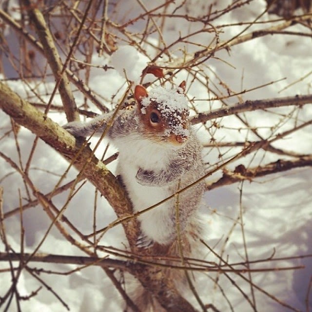 Squirrel Survivor 