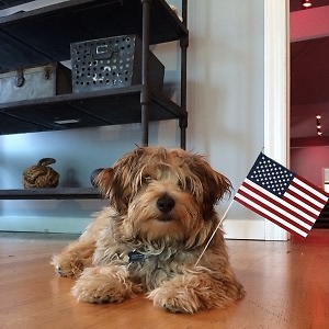 Memorial Day Dog