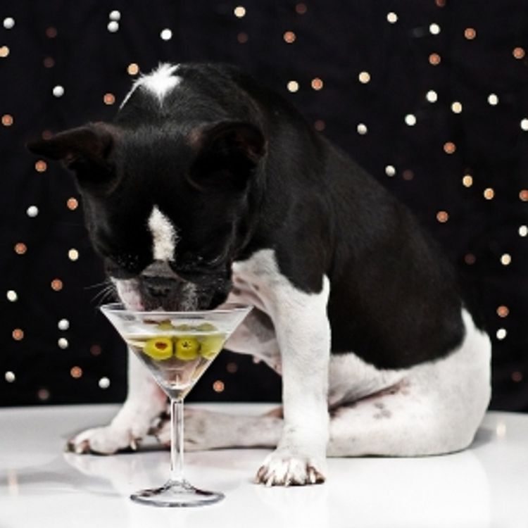 Pet friendly happy hour