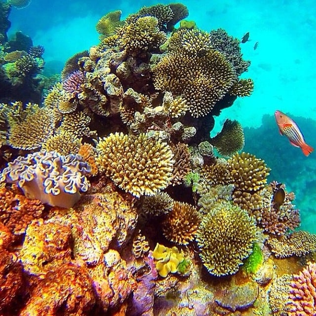 Great Barrier Reef