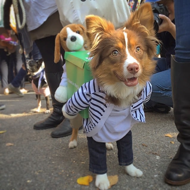 Halloween Dog Parade