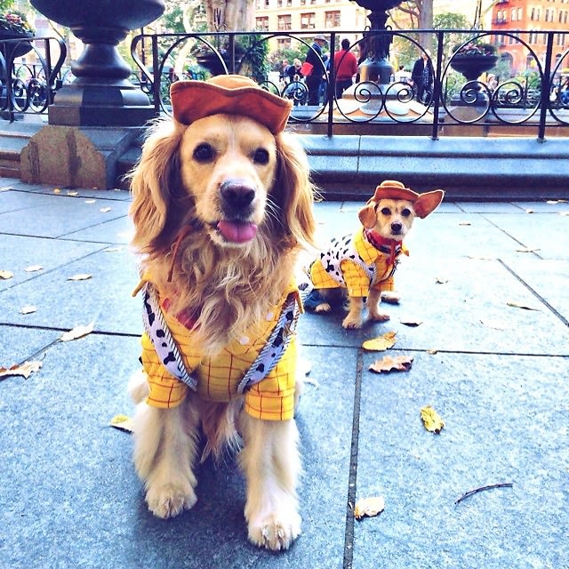 Halloween Dog Parade