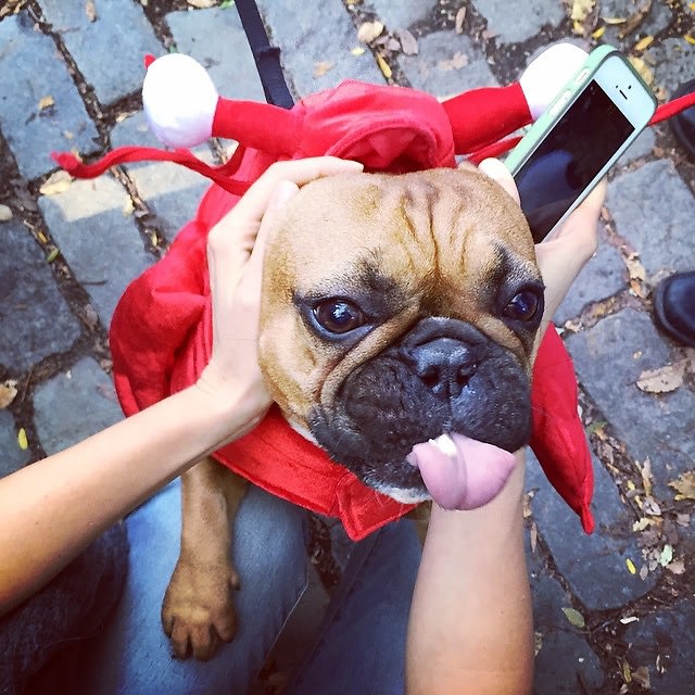 Halloween Dog Parade