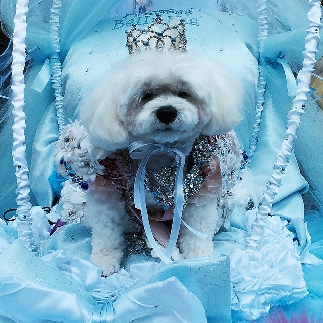 Halloween Dog Parade