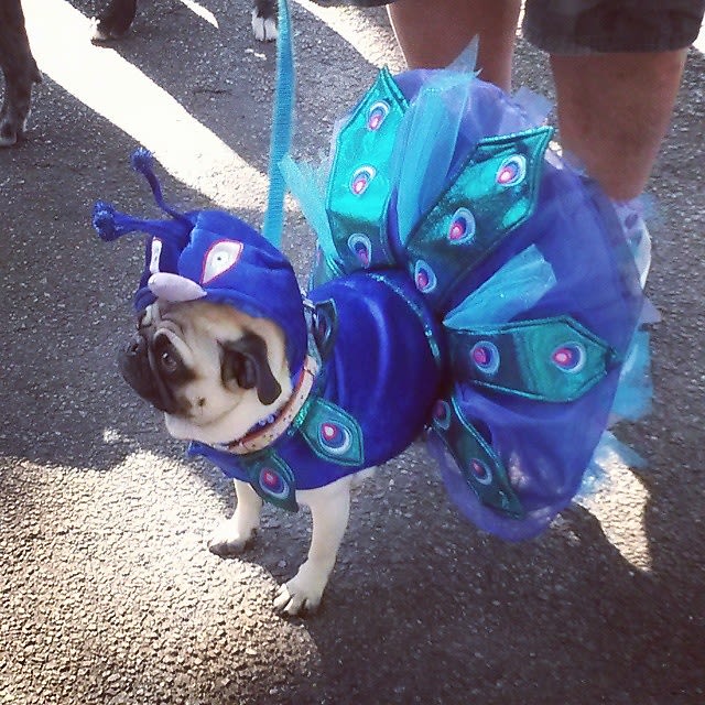 Halloween Dog Parade