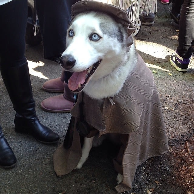 Halloween Dog Parade