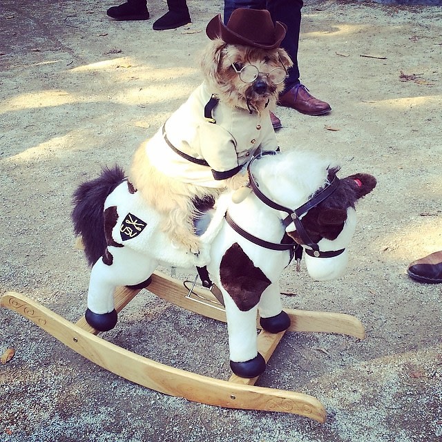 Halloween Dog Parade