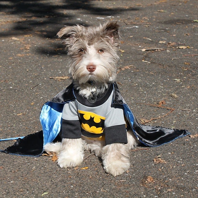 Halloween Dog Parade