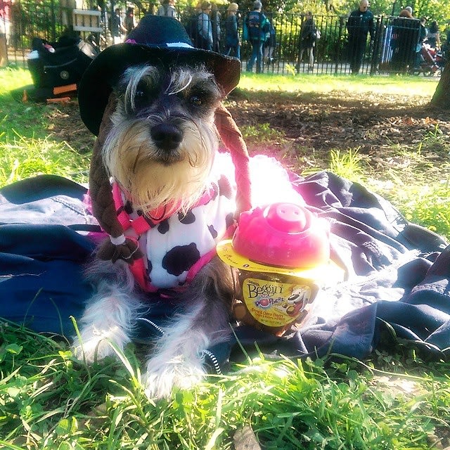 Halloween Dog Parade