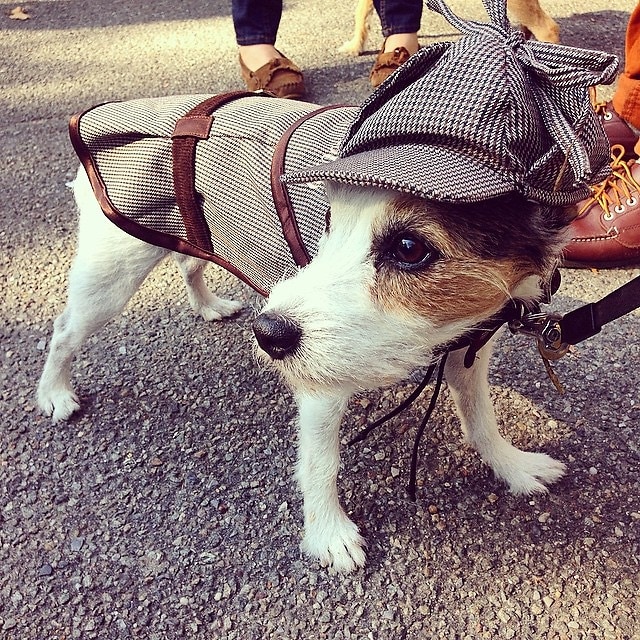 Halloween Dog Parade