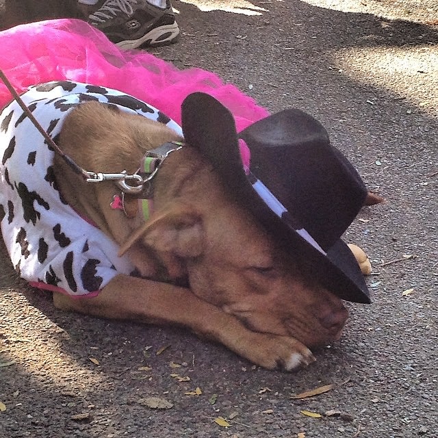 Halloween Dog Parade