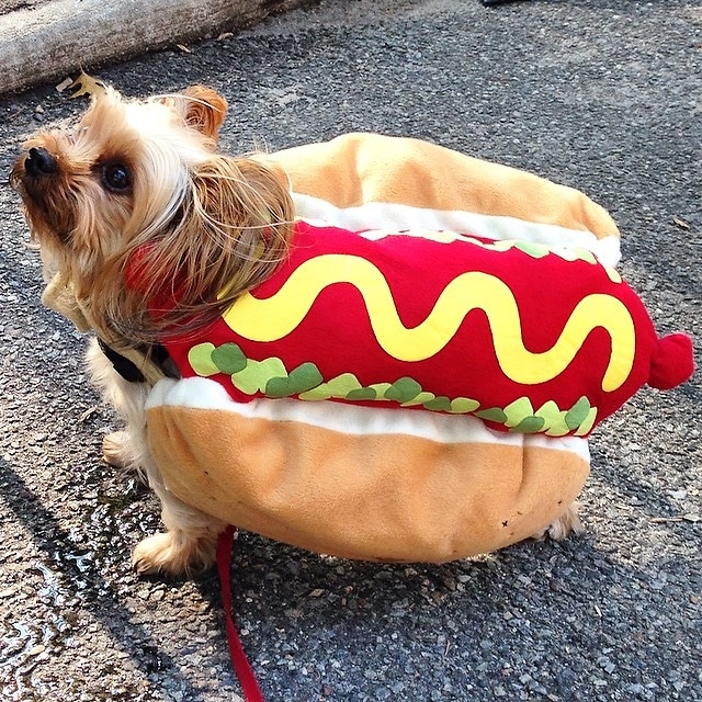 Halloween Dog Parade