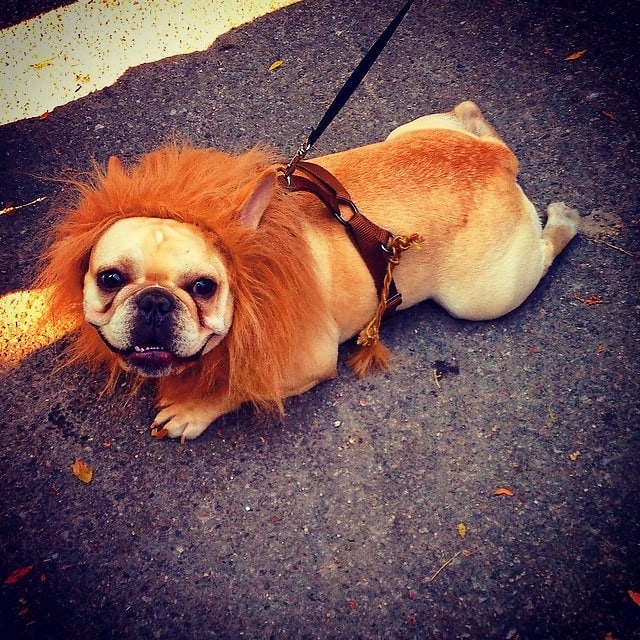 Halloween Dog Parade