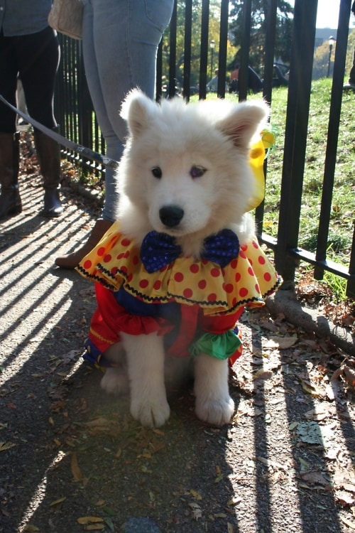 Halloween Dog Parade Clown