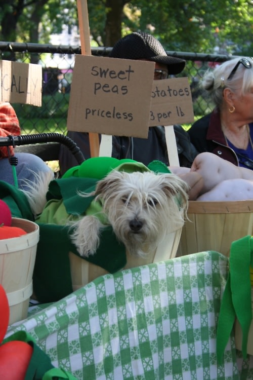 Halloween Dog Parade