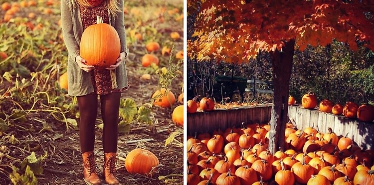 Autumn Day Trips: Our Favorite Pumpkin Picking Spots Near NYC