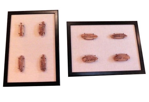 framed fossils