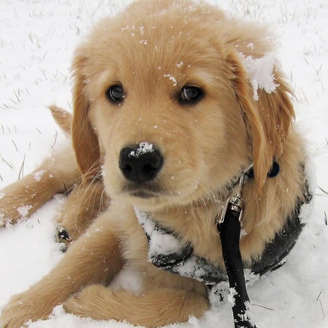 Snow Pup