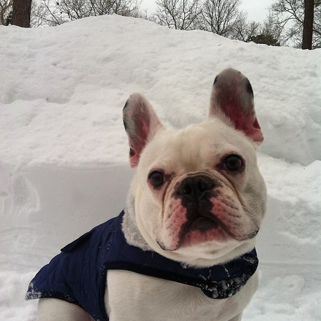 Snow Pup