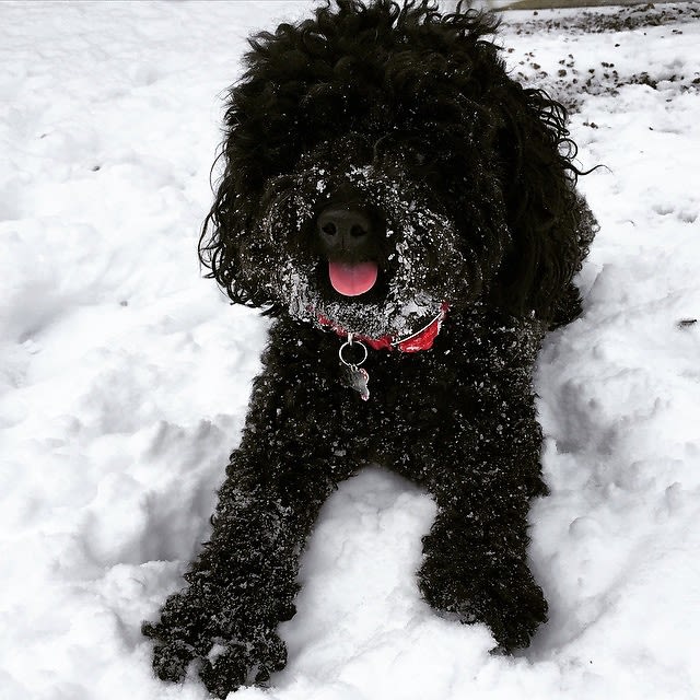 Snow Pup