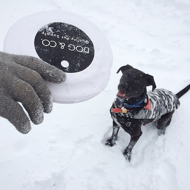 Snow Pup