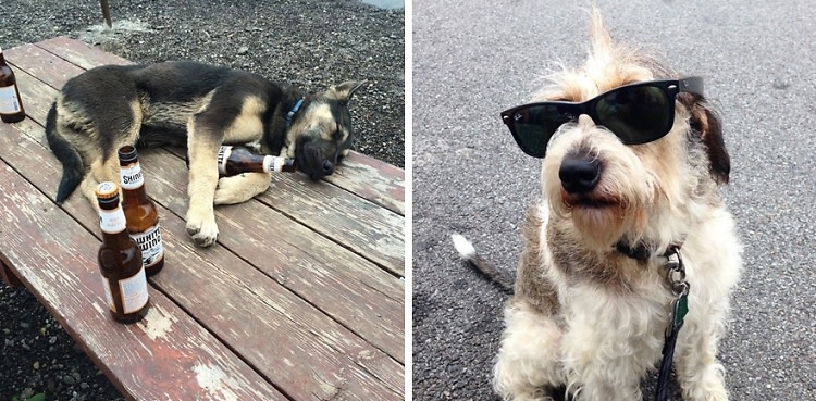 These 12 Puppies Know Your Typical Morning-After Struggle