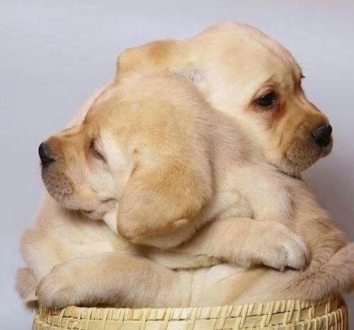 puppyhug