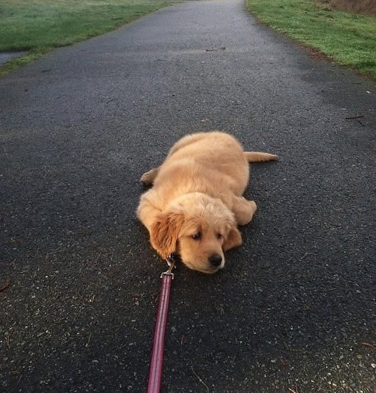 puppyleash