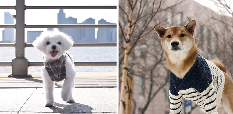 10 Of The Most Stylish Dogs On Instagram