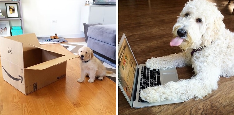 Navigate Amazon Prime Day With The Help Of These Cute Dogs