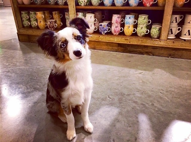 National Dog Day: Pet-Friendly Shopping In NYC