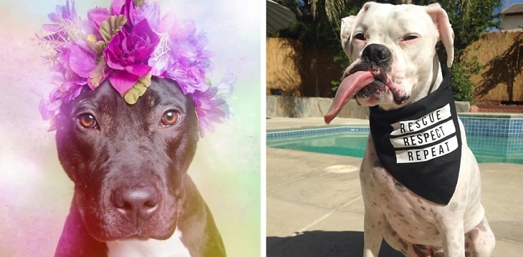 The Gramlist: ASPCA's Adorable Adopted Dogs