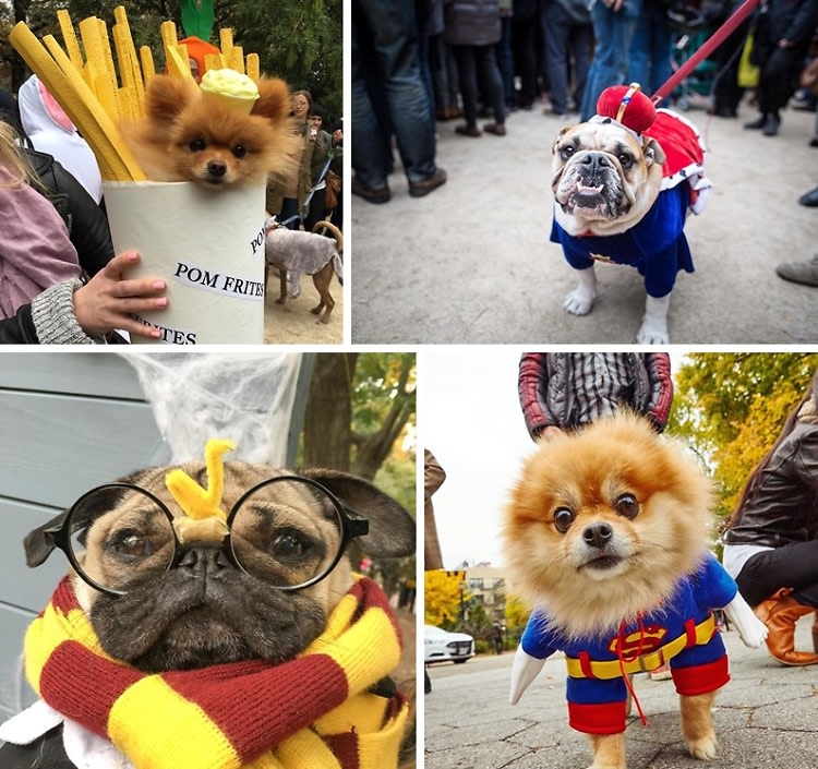 The Cutest Costumed Pups From The 25th Annual Tompkins Square Park Halloween Dog Parade